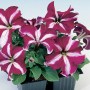 Tango Burgundy Star7